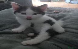 British Shorthair cats for sale: Kittens  for sale - Image 7