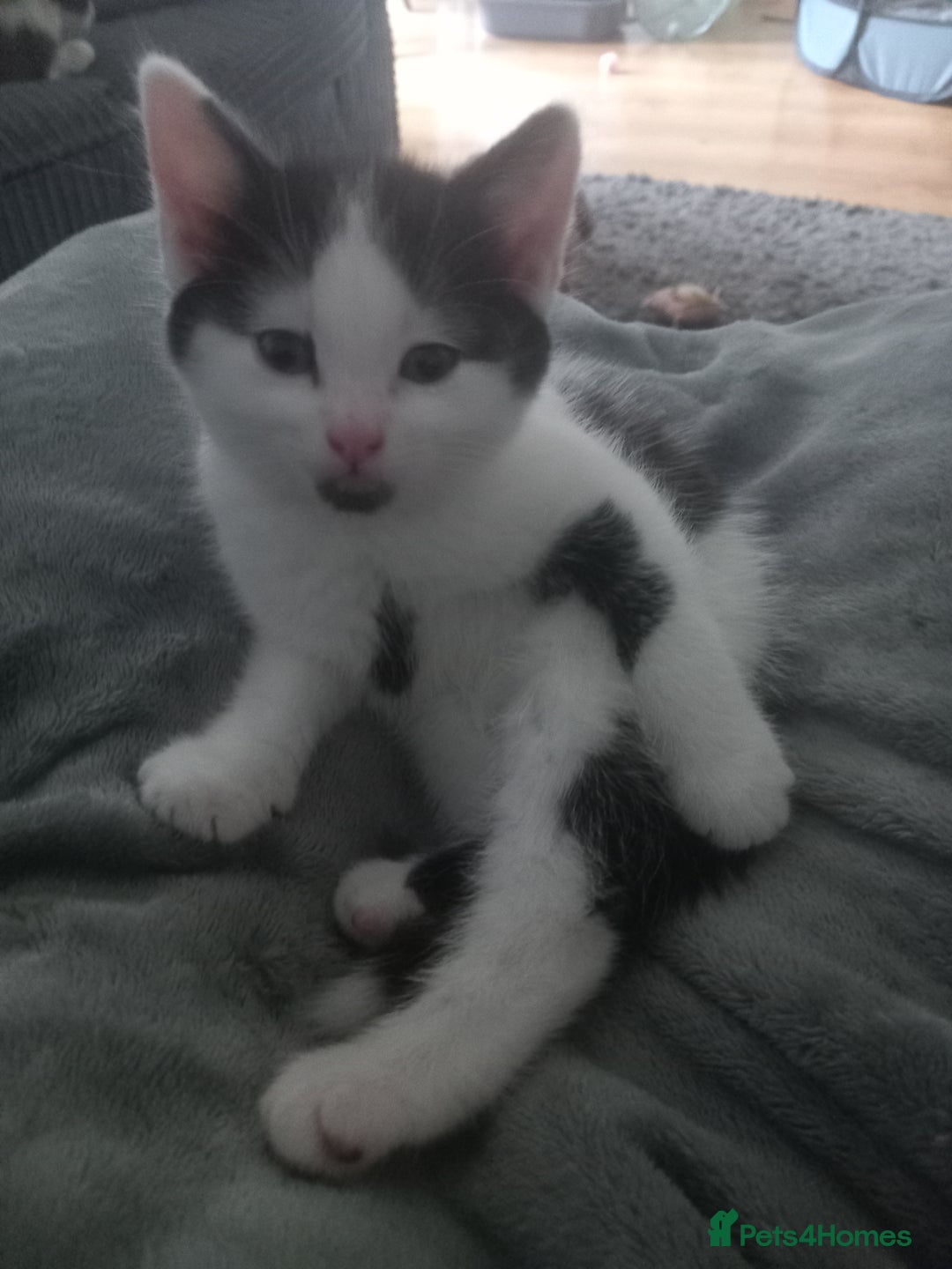 British Shorthair cats for sale: Kittens  for sale - Image 7
