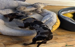 Miniature Dachshund dogs for sale: Six beautiful miniature Dachshunds - Image 20