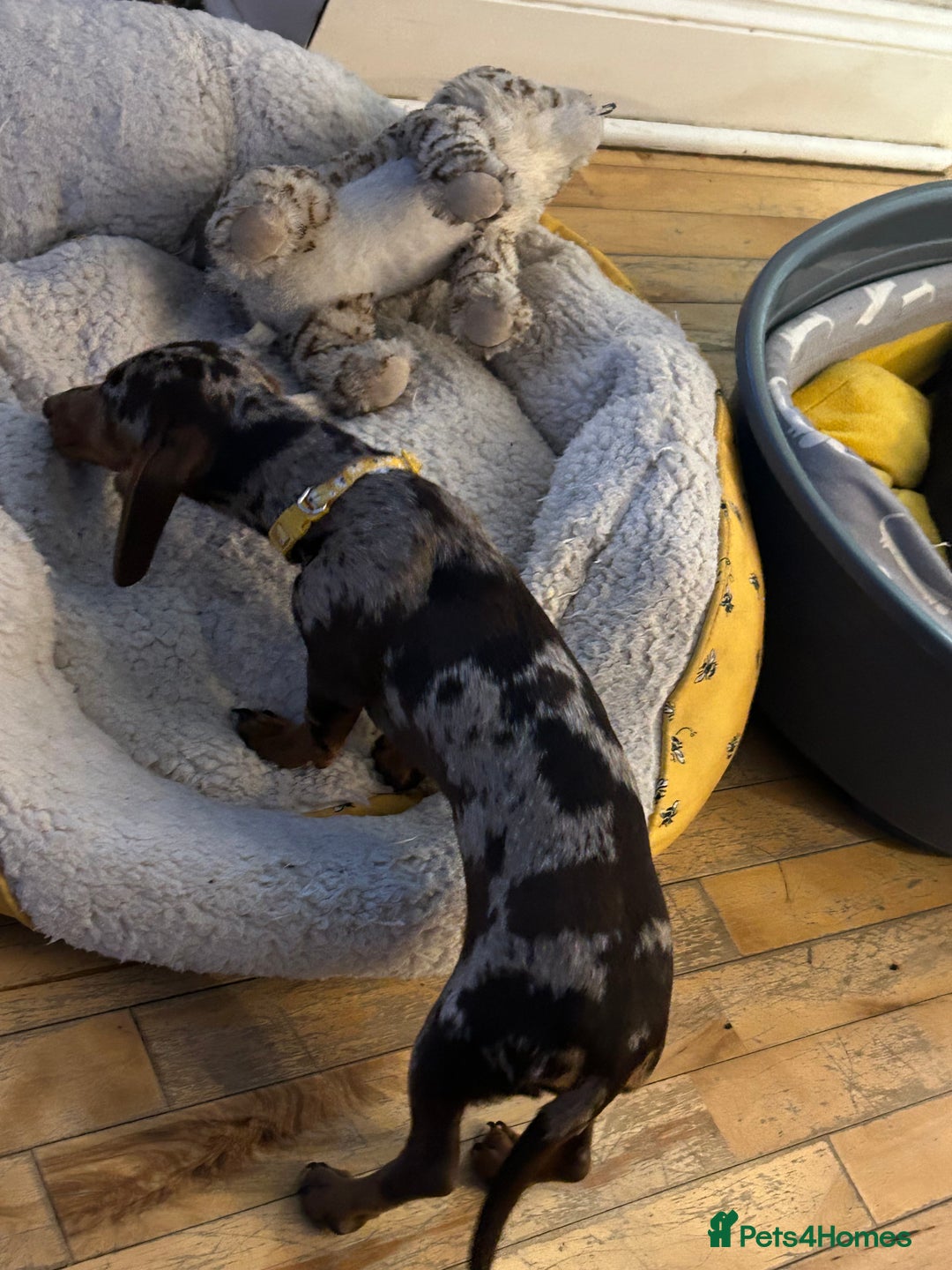 Miniature Dachshund dogs for sale: Six beautiful miniature Dachshunds - Image 20