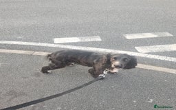 Sprocker dogs for sale: Sprocker for sale - Image 9