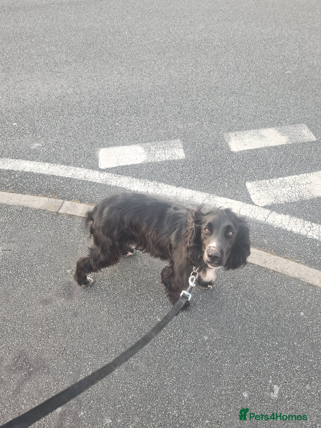 Sprocker dogs for sale: Sprocker for sale - Image 9