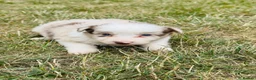Border Collie dogs for sale: KC Registered Border Collie Puppies For Sale - Advert 11