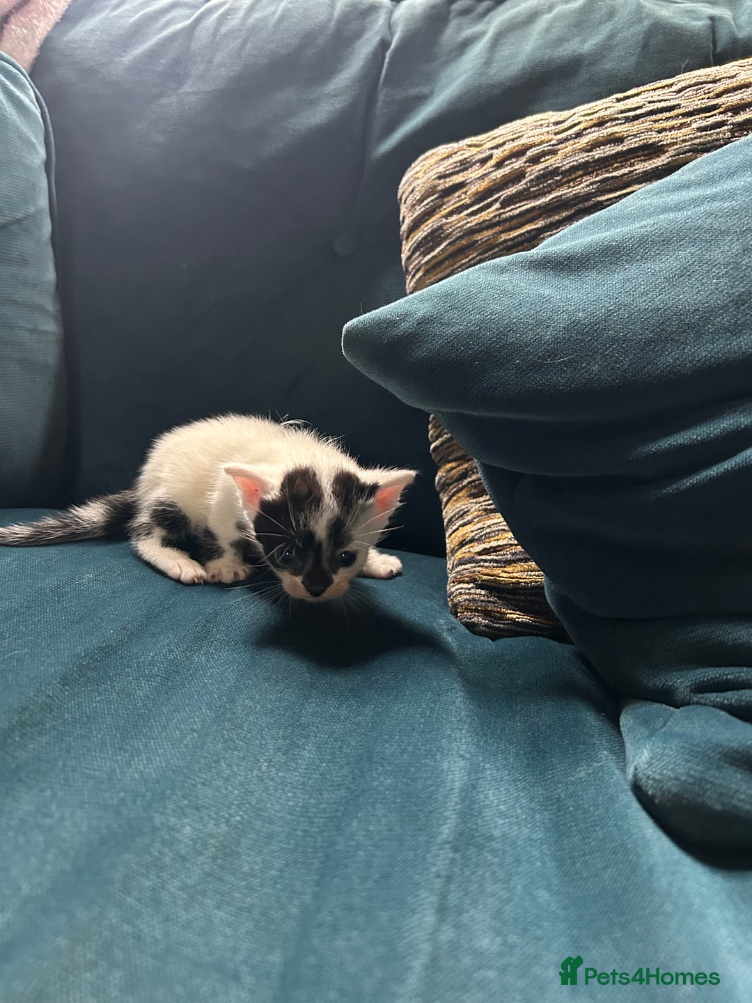Mixed Breed cats for sale: Tabby White and black kittens  - Image 4