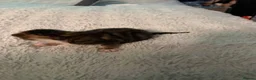 Mixed Breed cats for sale: Tabby kittens  - Advert 5