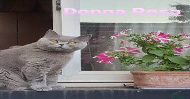 British Shorthair cats - Advert 14