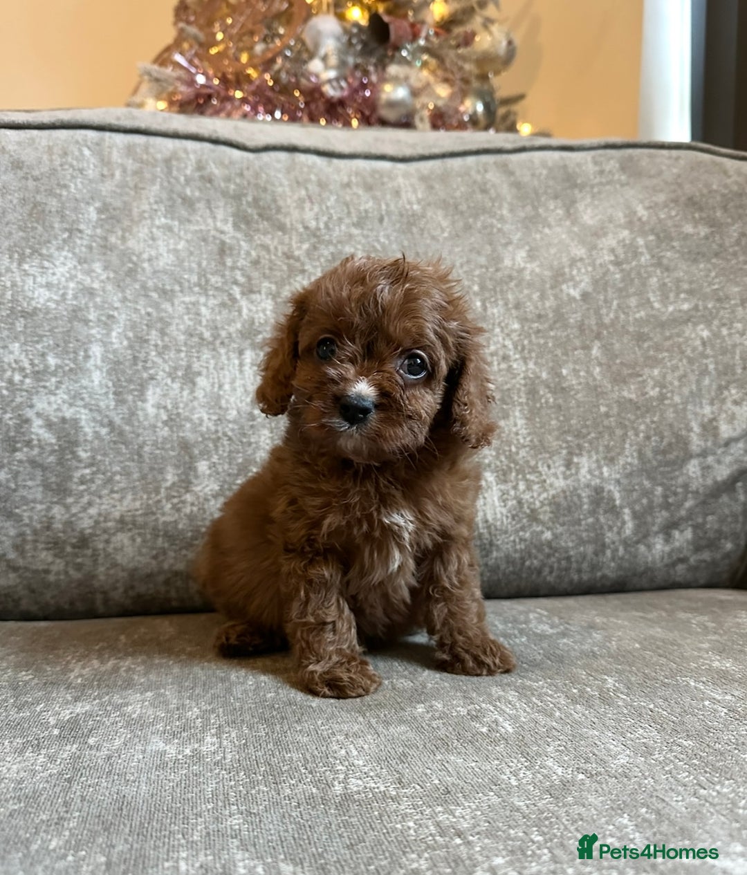 Cavapoo dogs for sale: Beautiful red cavapoos - Advert 12