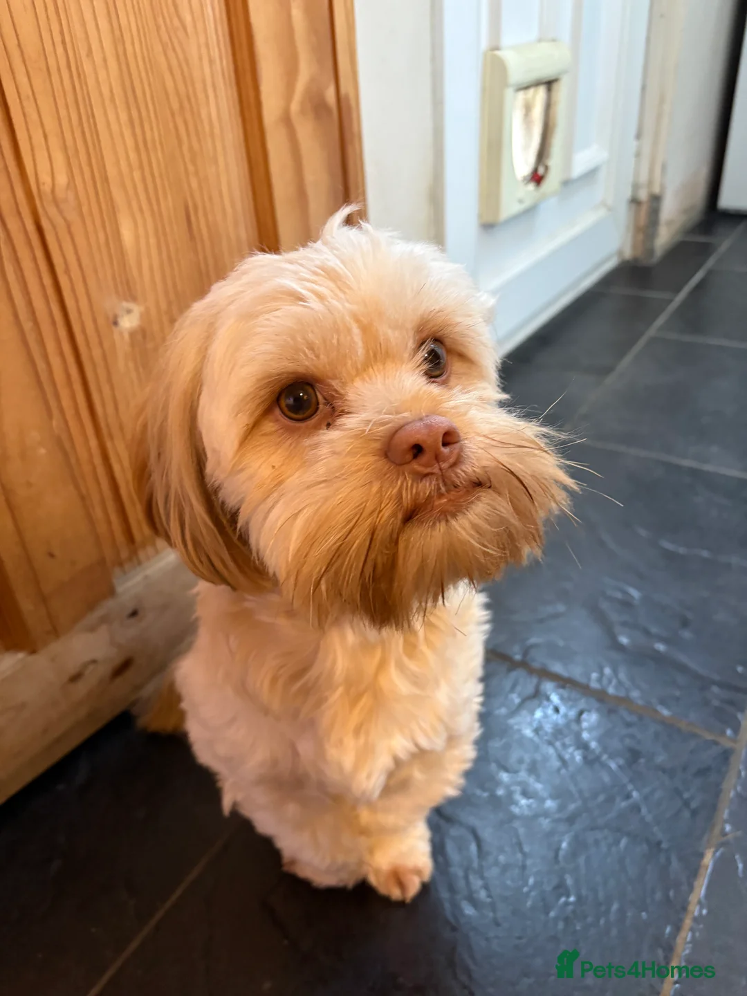 Shih Tzu dogs for stud: Shitzu cross  available for stud in Cardigan - Advert 2