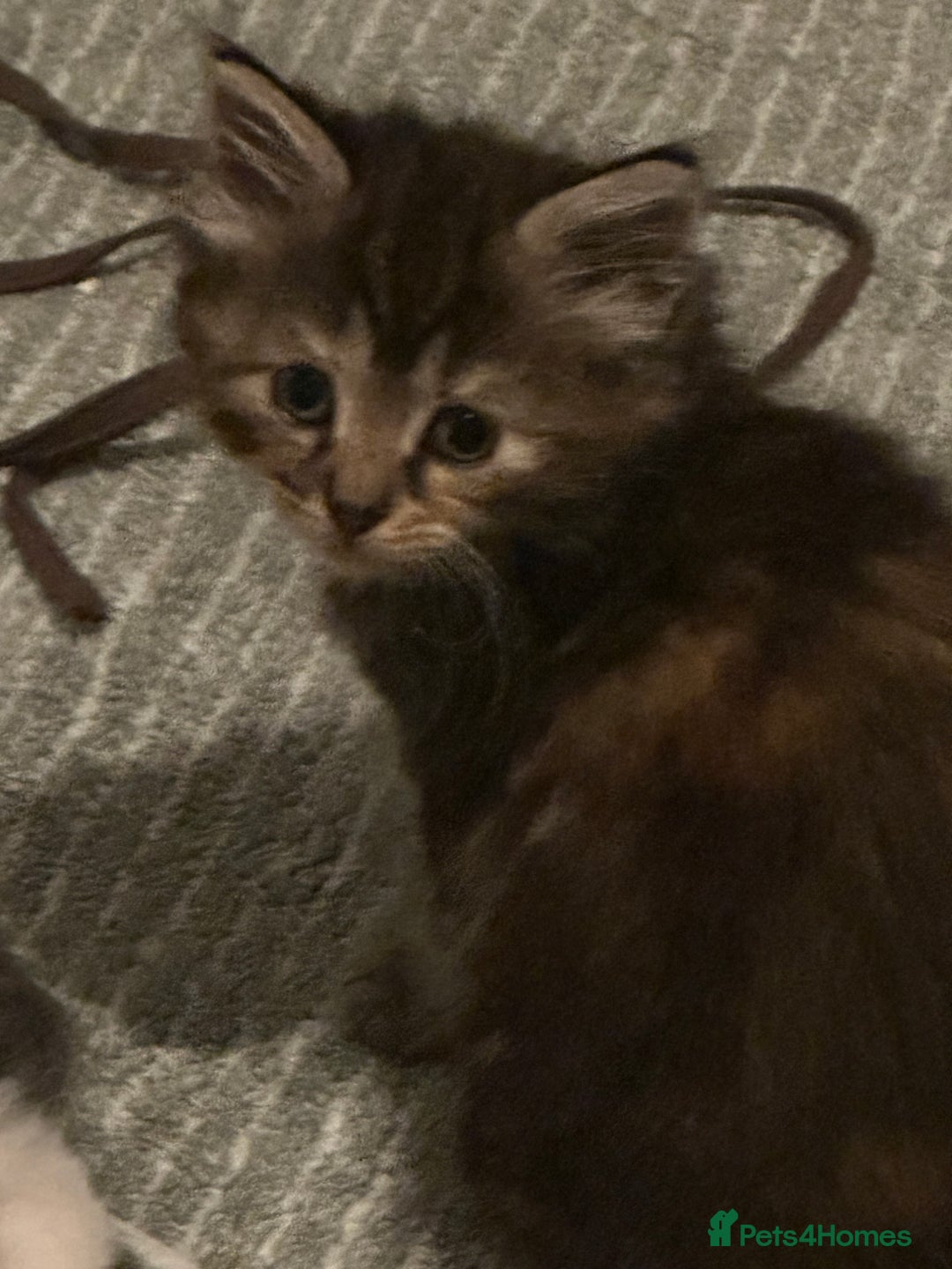 Maine Coon cats for sale: Maincoon cross ragdoll - Advert 9