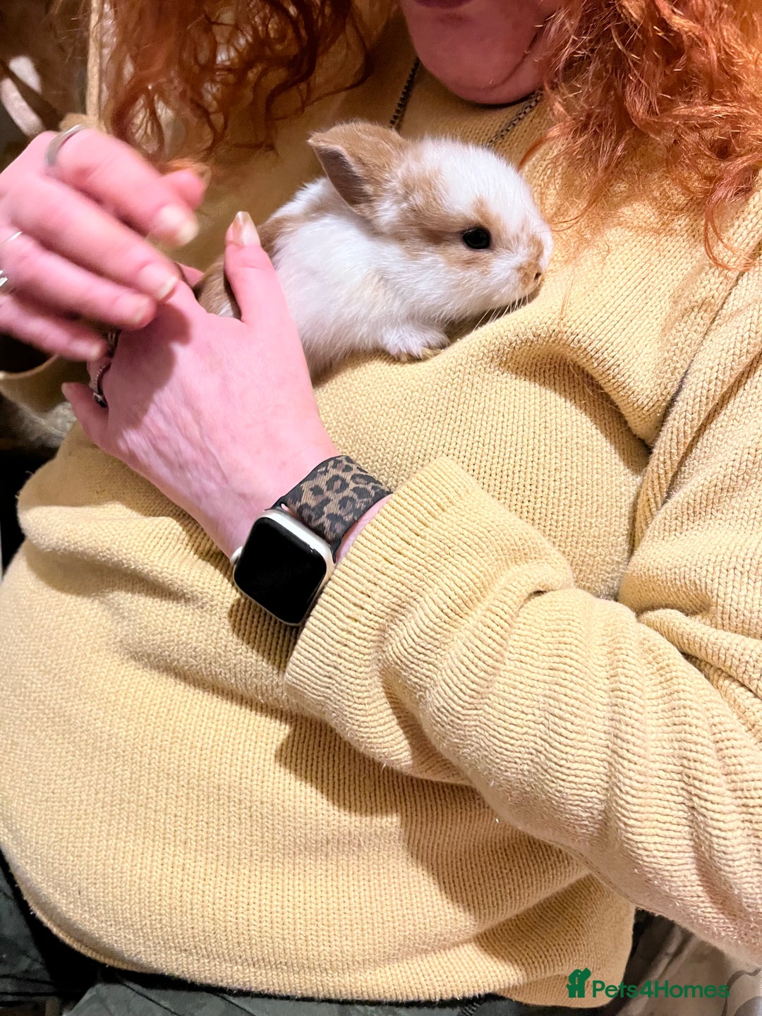 Netherland Dwarf rabbits for sale: Netherland Dwarf / Minilop - Image 3