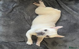 French Bulldog dogs for sale: French Bulldog - Image 4
