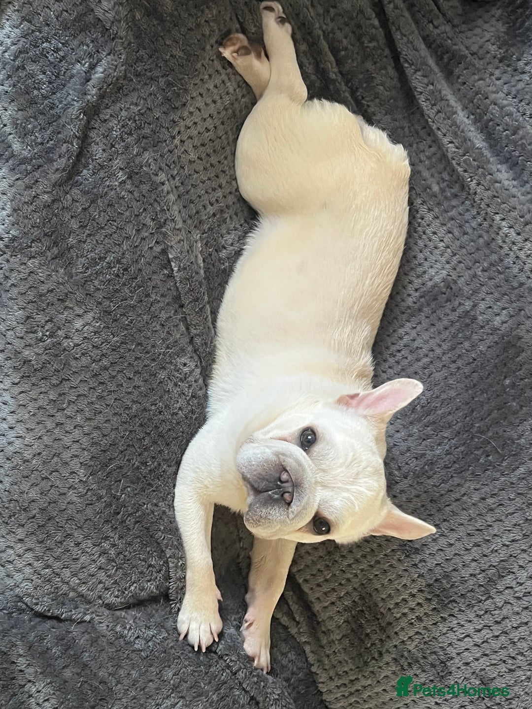 French Bulldog dogs for sale: French Bulldog - Image 4