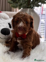 Labradoodle dogs Priemium Multigen Labradoodle Puppies - Advert 5