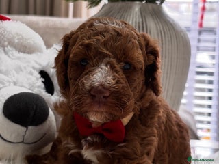 Labradoodle dogs Priemium Multigen Labradoodle Puppies - Advert 1