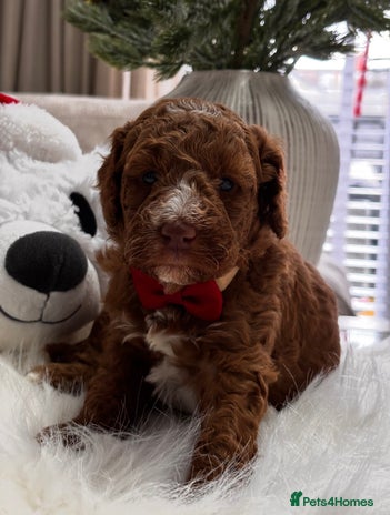 Labradoodle dogs Priemium Multigen Labradoodle Puppies - Advert 3