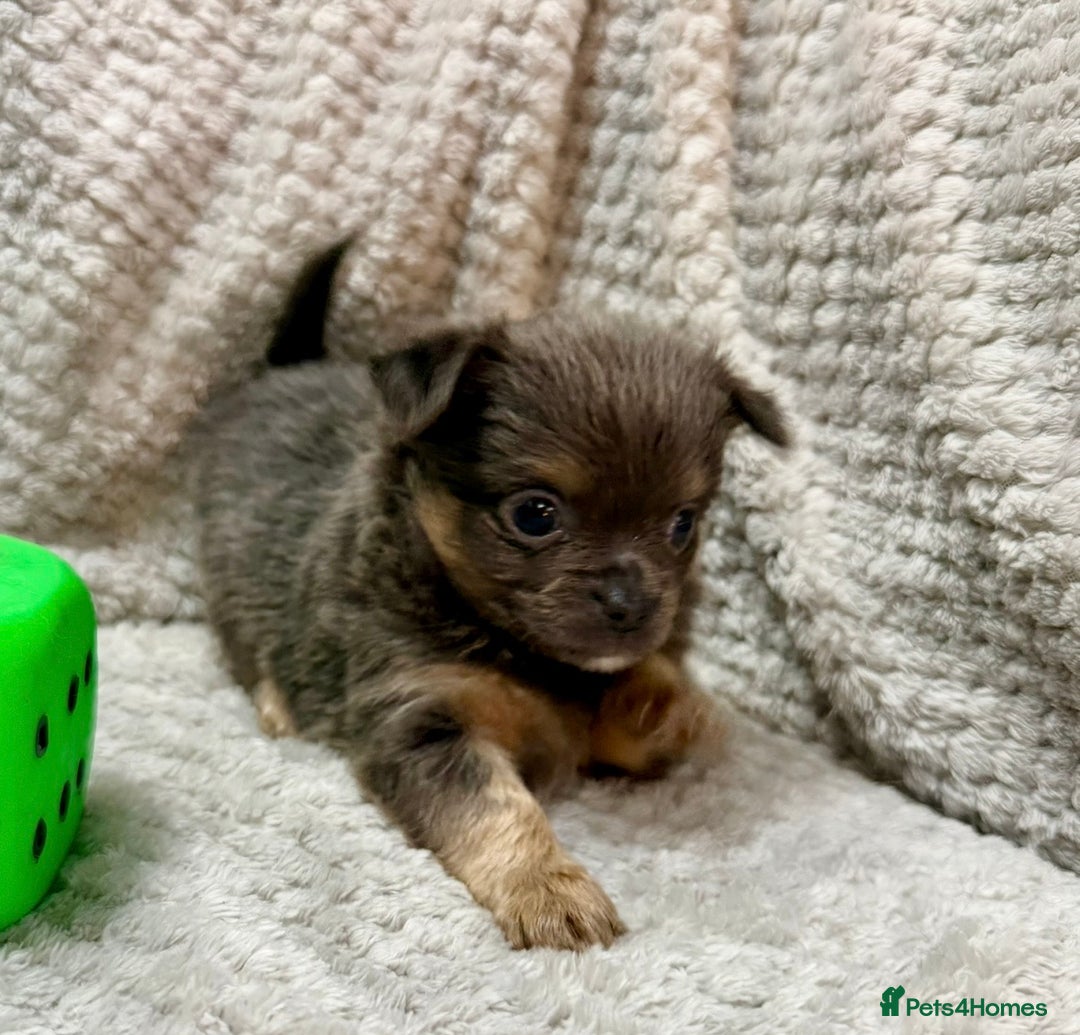 Chihuahua dogs for sale: Female Rare blue tan LC and black tri colour  - Advert 4