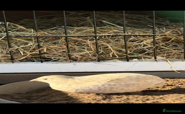 Quail poultry - Advert 3