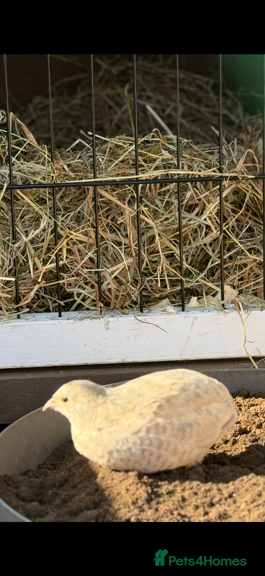 Quail poultry for sale: Button quail, in desperate need of a forever home - Image 1