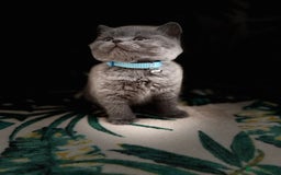 British Shorthair cats for sale: Healthy British shorthair kittens - Image 5
