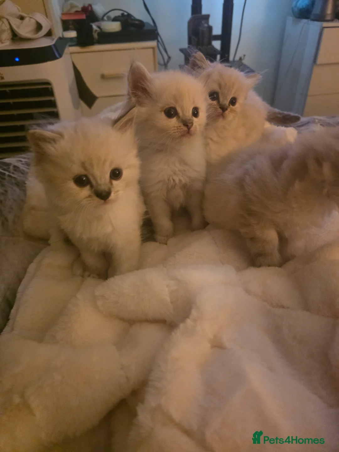 Persian cats for sale: Persain chinchilla  colourpoint kittens for sale  - Advert 1