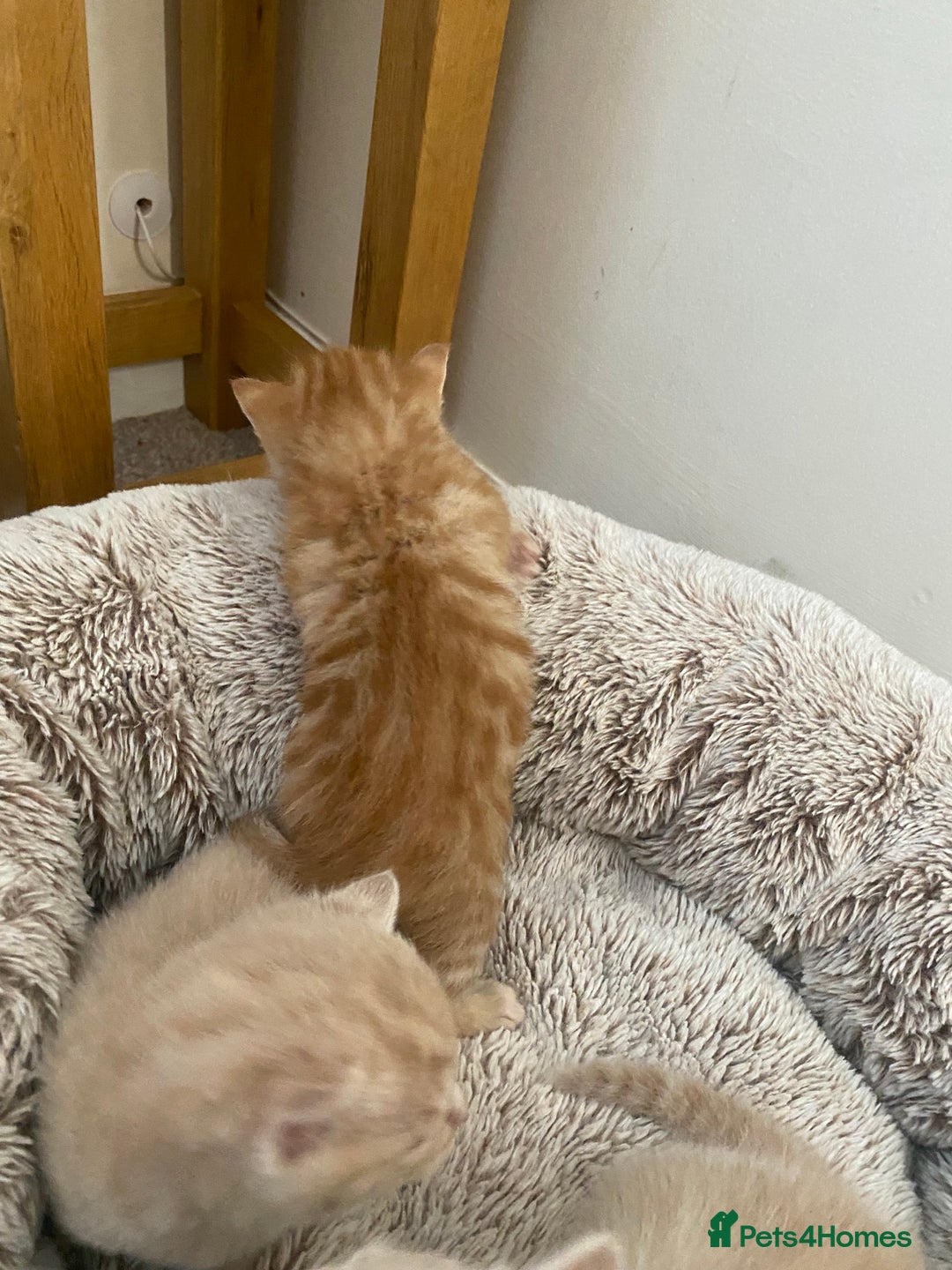 Domestic Shorthair cats for sale: Cream and ginger girls  - Image 5
