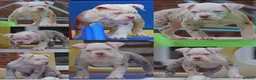 Old Tyme Bulldog dogs for sale: 23 years 5⭐️Licensed & Registered uk no1  - Advert 5