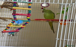 Ringnecks birds for sale: Indian ringneck - Image 2