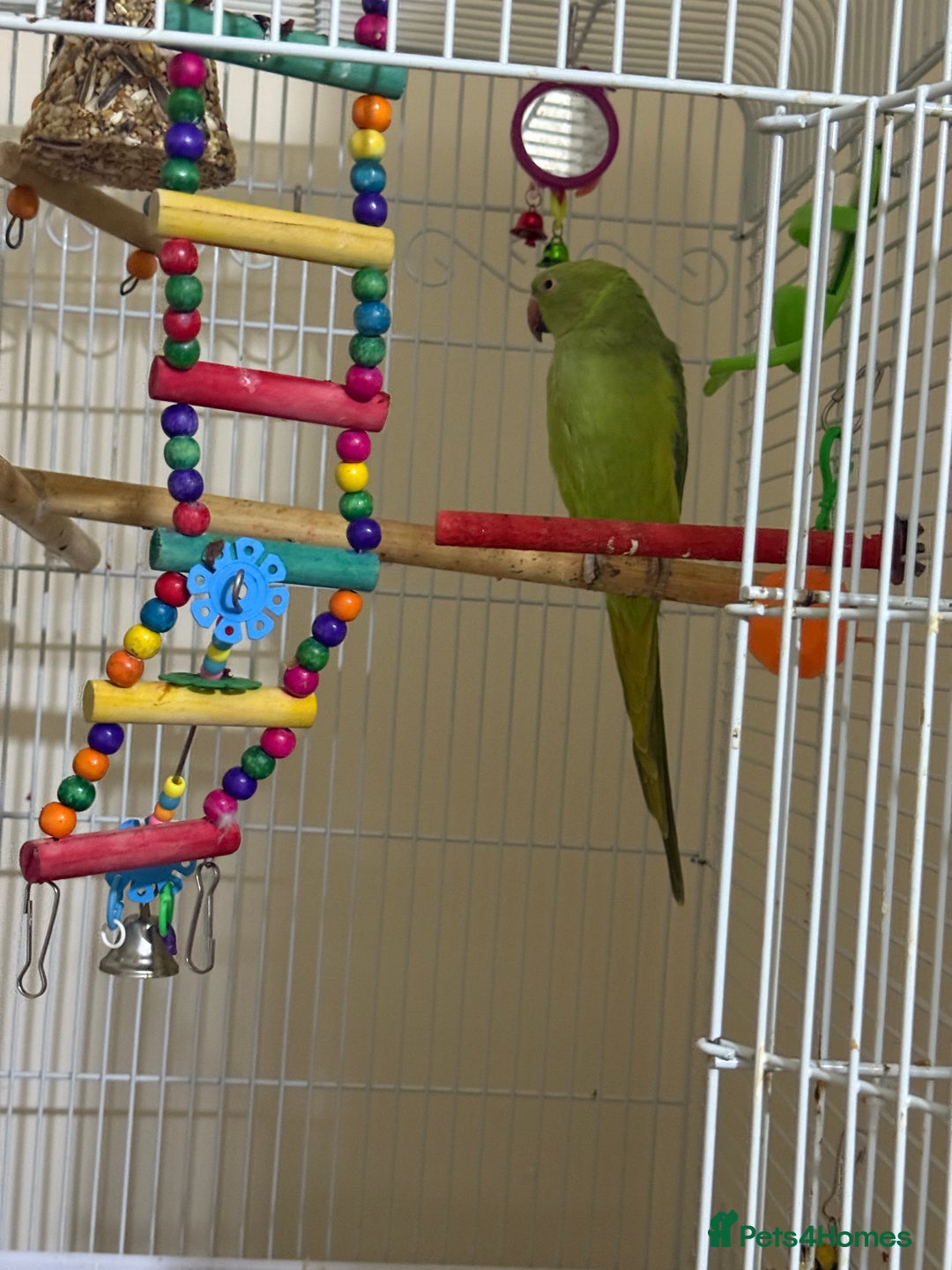 Ringnecks birds for sale: Indian ringneck - Image 2