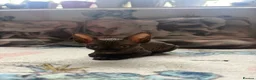 Sphynx cats for sale: Sphynx kittens  - Advert 10
