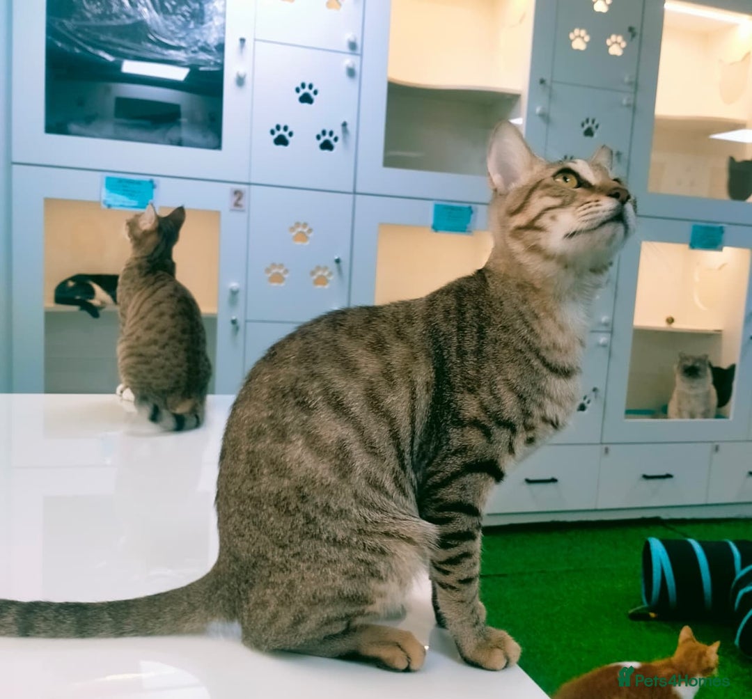 Mixed Breed cats for adoption: [Indoors Only] Ash - Playful & Social Kitty! - Advert 7