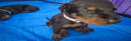 Dobermann dogs for sale: ⭐️⭐️⭐️⭐️⭐️ KC Reg European Dobermann puppies - Advert 12