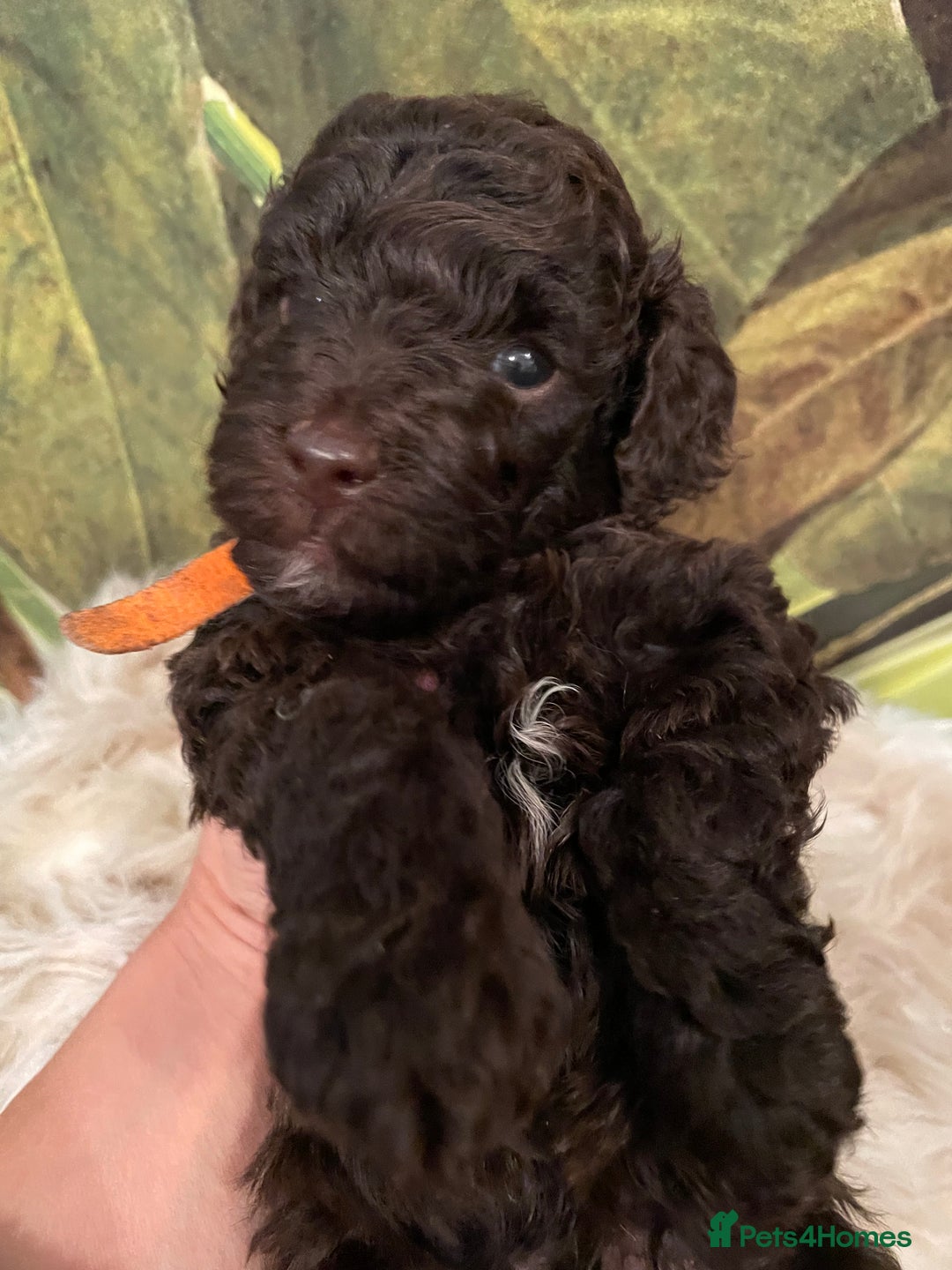 Miniature Poodle dogs for sale: Brown Poodle Puppies Ready Now. Chipped & Checked - Advert 15