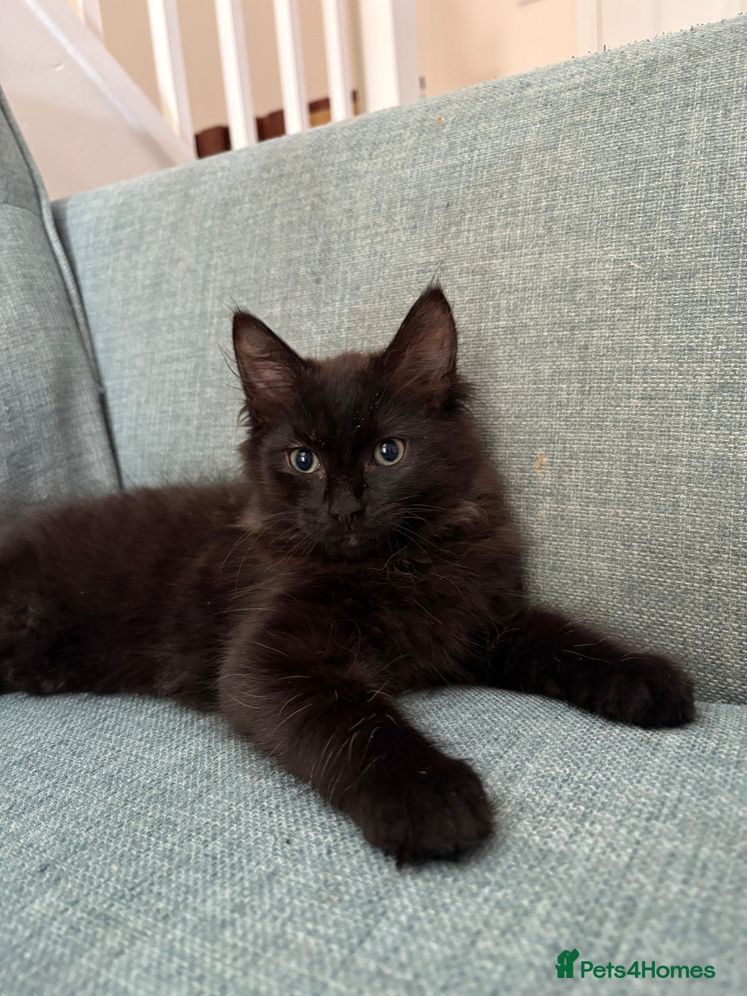 Ragdoll cats for sale: Male Ragdoll - Advert 5