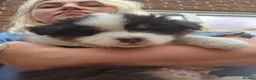 Australian Shepherd dogs for sale: Australian Shepherd  - Advert 19