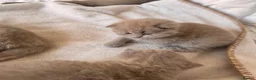 British Longhair cats for sale: Beautiful Lilac British Longhair kittens  - Advert 12