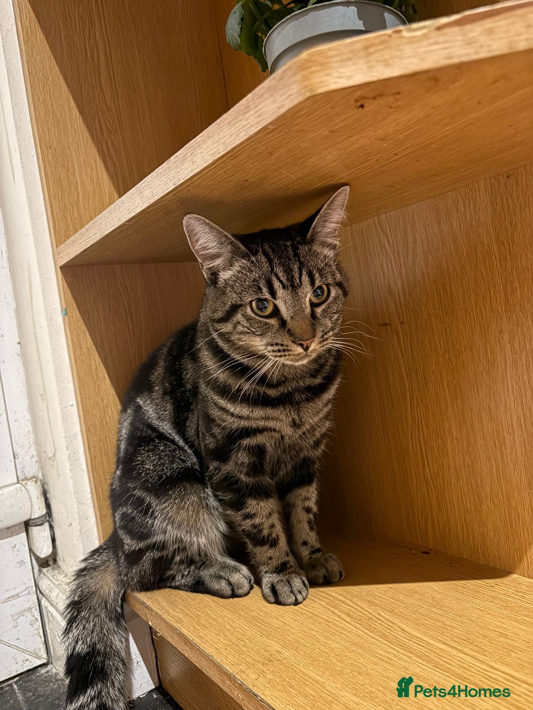 Mixed Breed cats for sale: Baby cat for sale / called pluto - Image 3