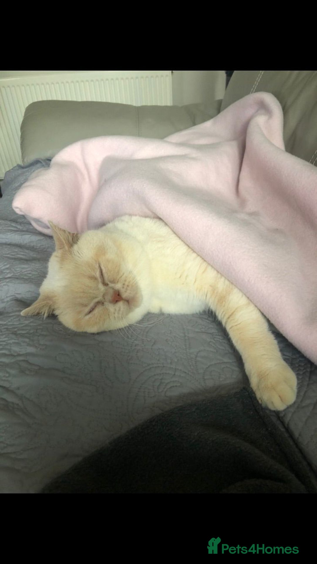 British Shorthair cats for stud: Zeus-Cream of the crop! GCCF/TICA reg  - Image 12