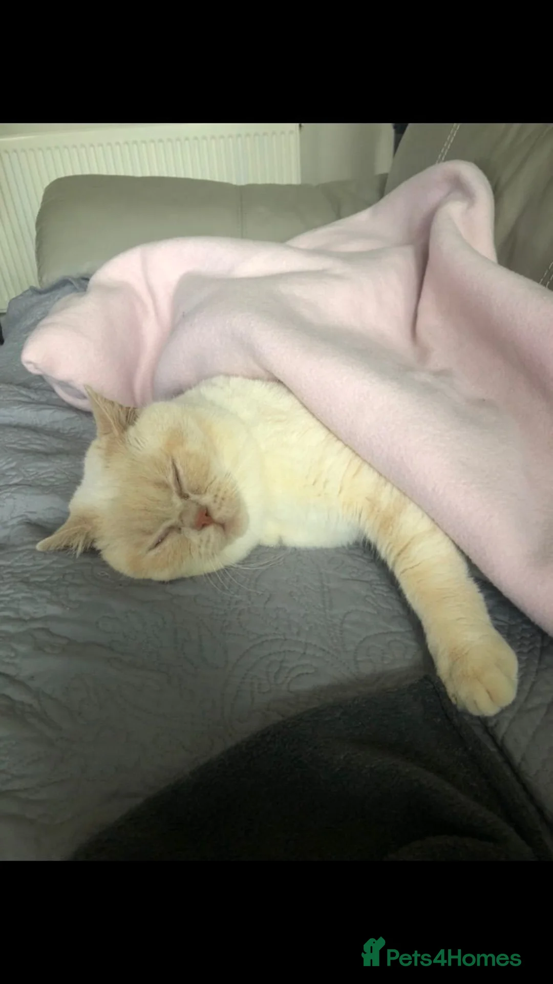 British Shorthair cats for stud: Cream of la crop! Blood group B. GCCF/TICA reg  - Advert 17