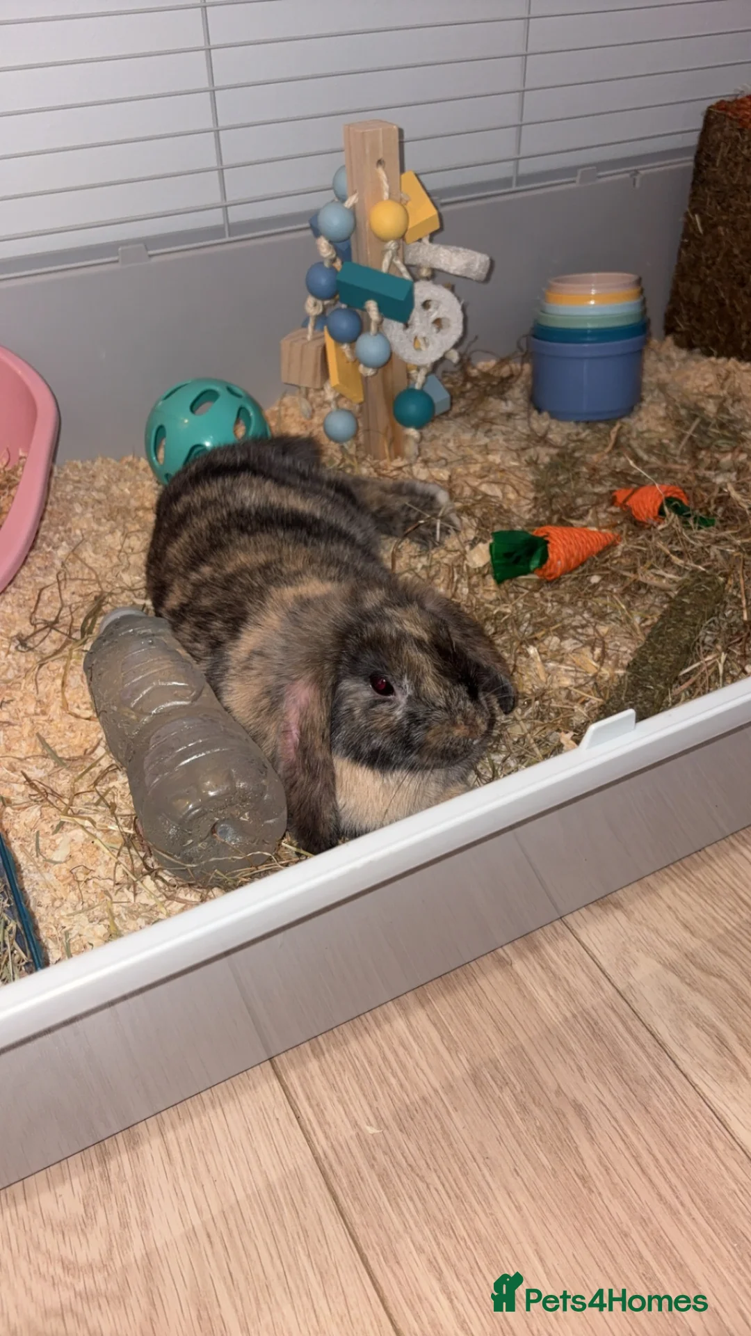 English rabbits for sale: 2 male bunnies  - Advert 3