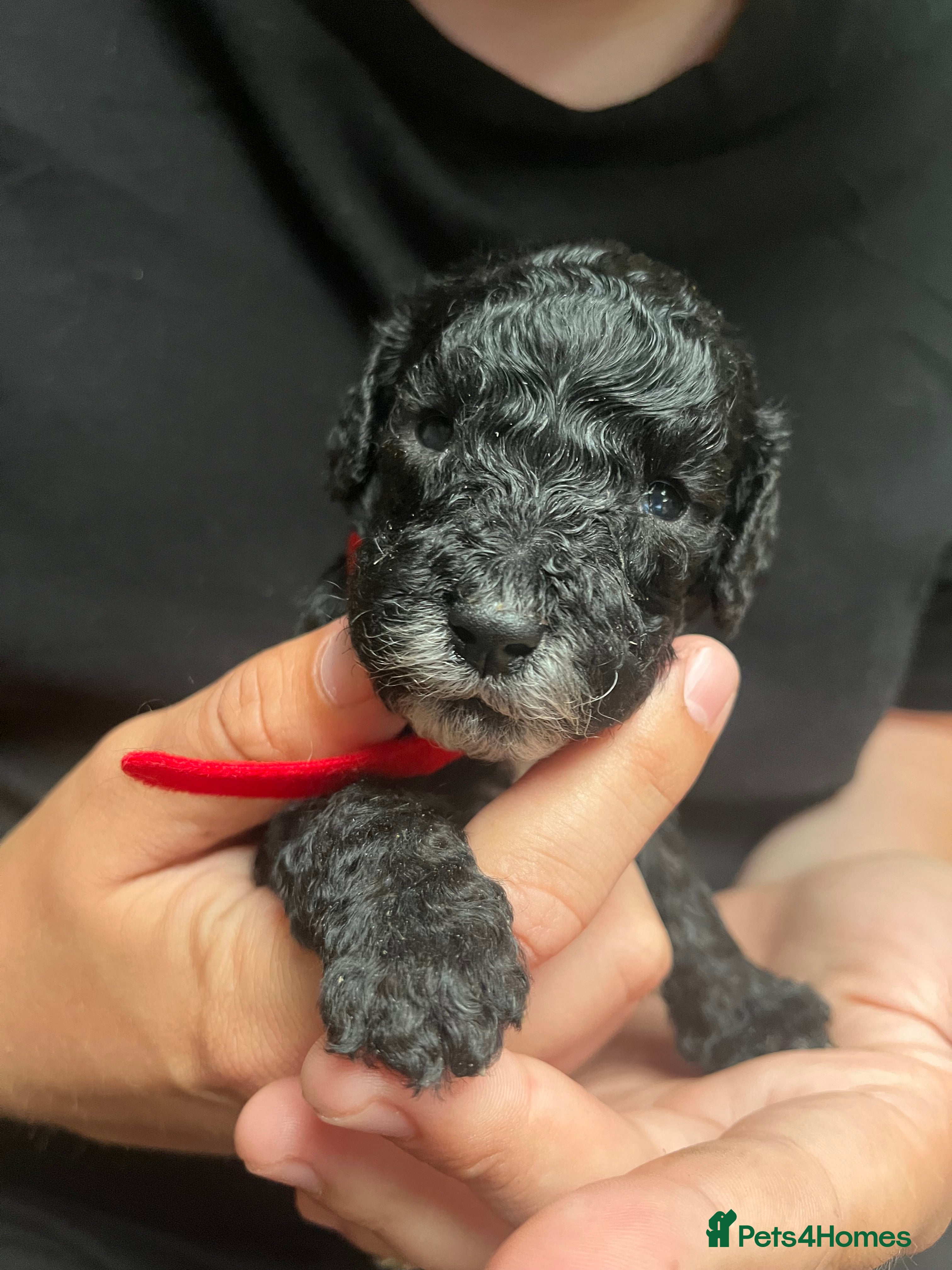 Cockapoo dogs F1 Cockapoo Puppies - Advert 2
