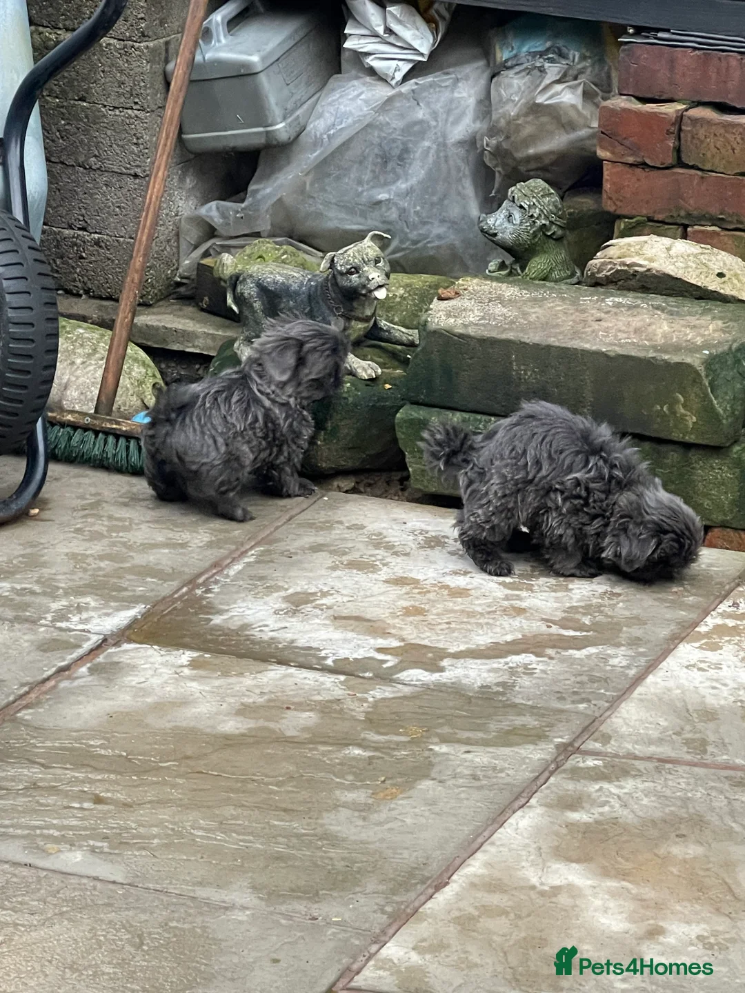 Shih Tzu dogs for sale:  imperial shihtzu dobie carriers karishishi only 2 - Advert 19