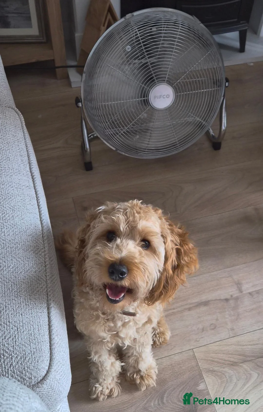 Cockapoo dogs for sale: Loving F1 Cockapoo looking for his forever home - Advert 5