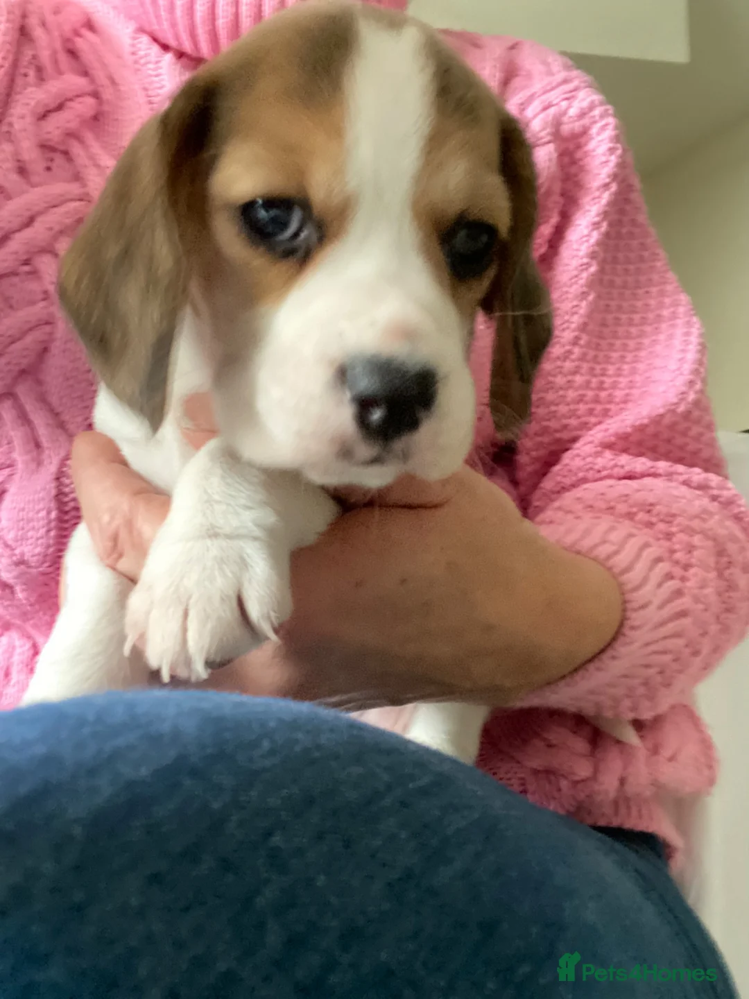 Beagle dogs for sale: KC Reg Pure Pedigree champ Beagle  - Advert 39