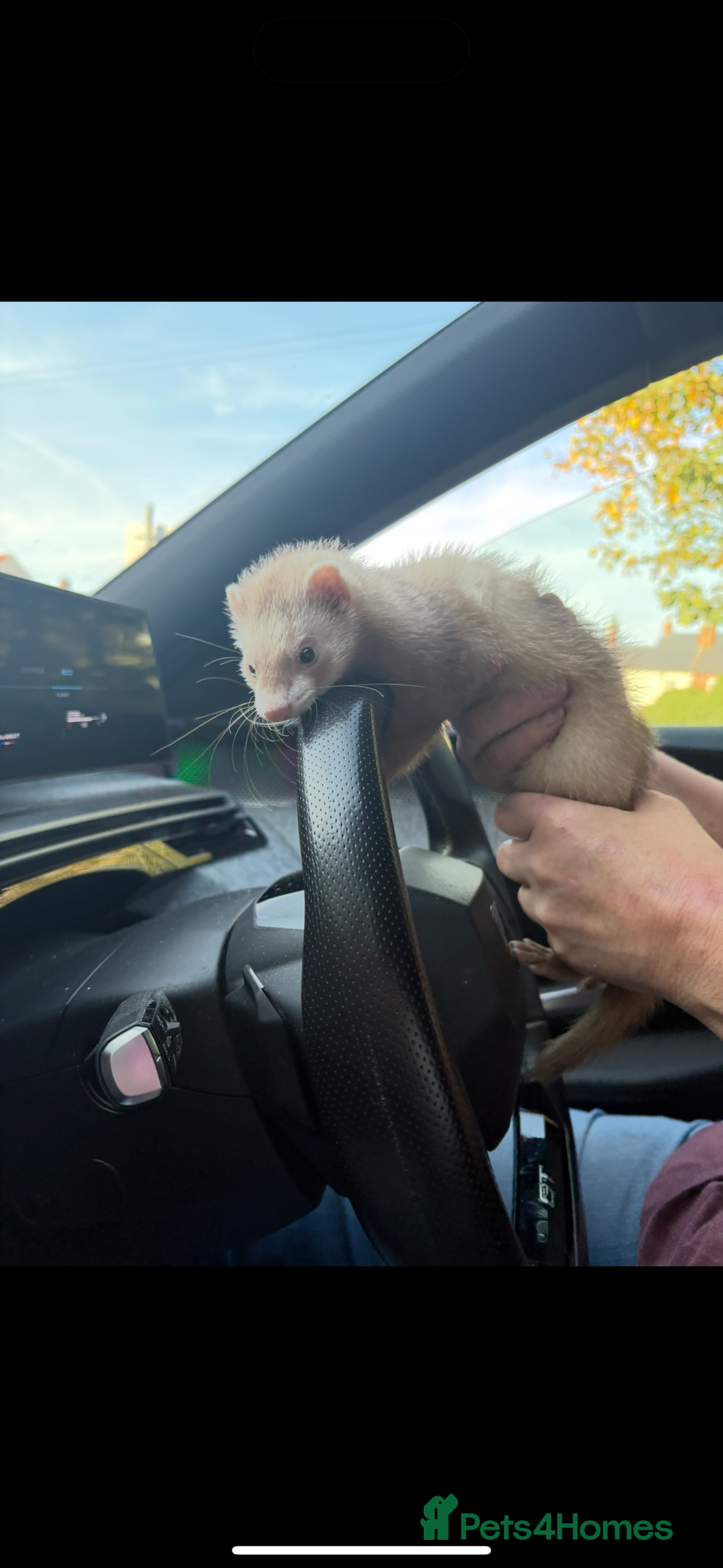 Ferret rodents for sale: 2 Ferret Jills 4 months old  - Advert 13