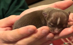 Chihuahua dogs for sale: Sweet chihuahua bundles of joy  - Image 2