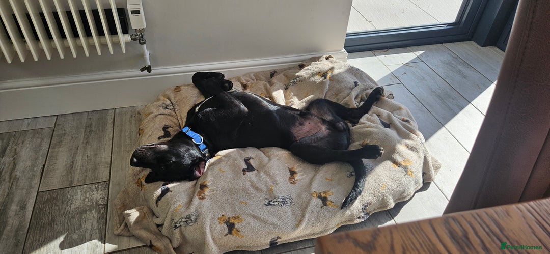 Mixed Breed dogs for sale: Lab-Staffy cross 8 months - Image 16