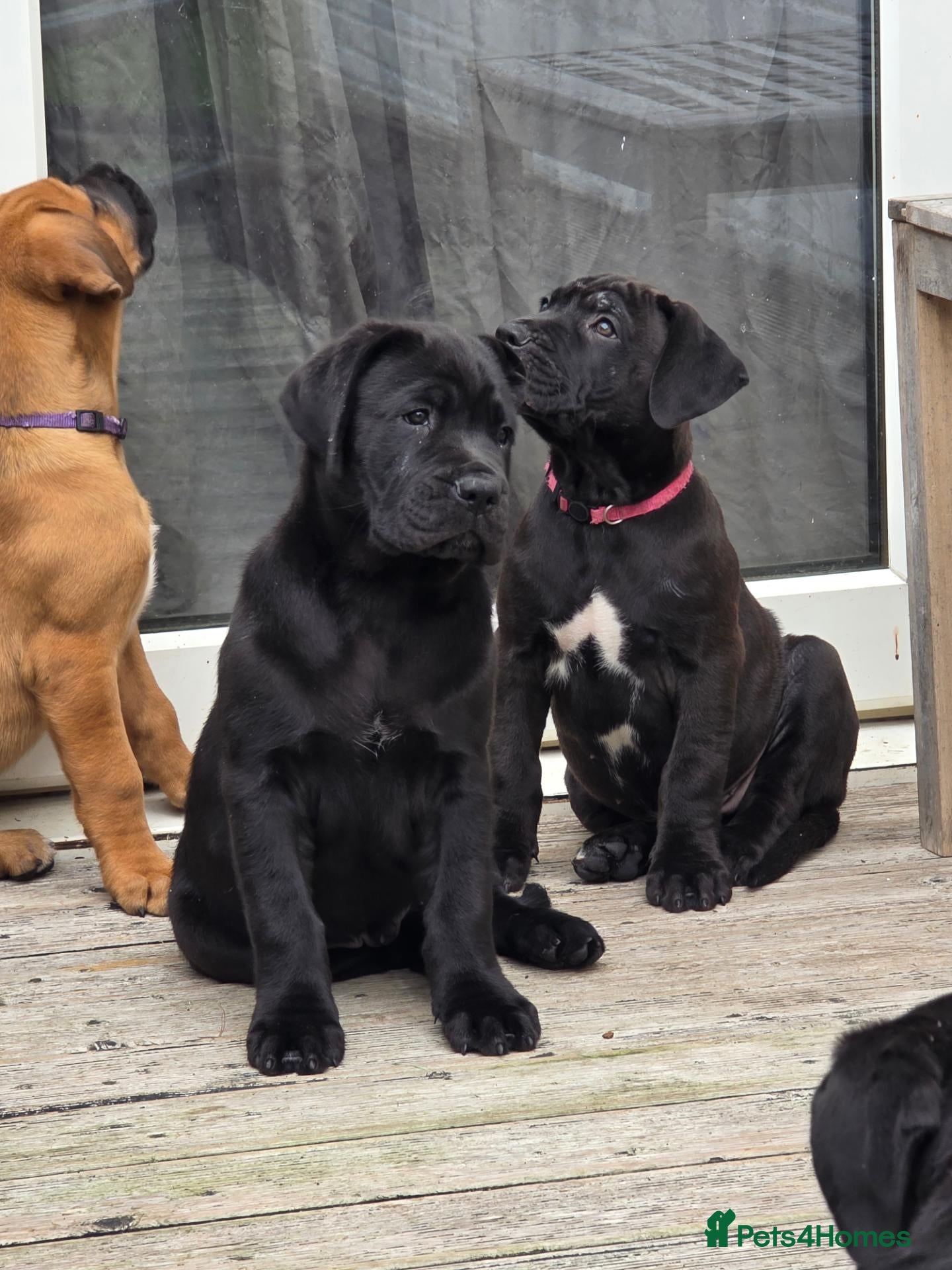 Cane Corso dogs 88% Cane Corso x 12% Malinois Pups (Ready NOW) - Advert 2