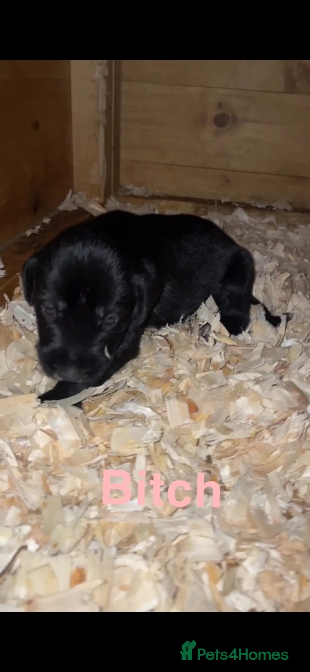 Mixed Breed dogs for sale: German wired pointer cross Deerhound in Houghton le Spring - Advert 14