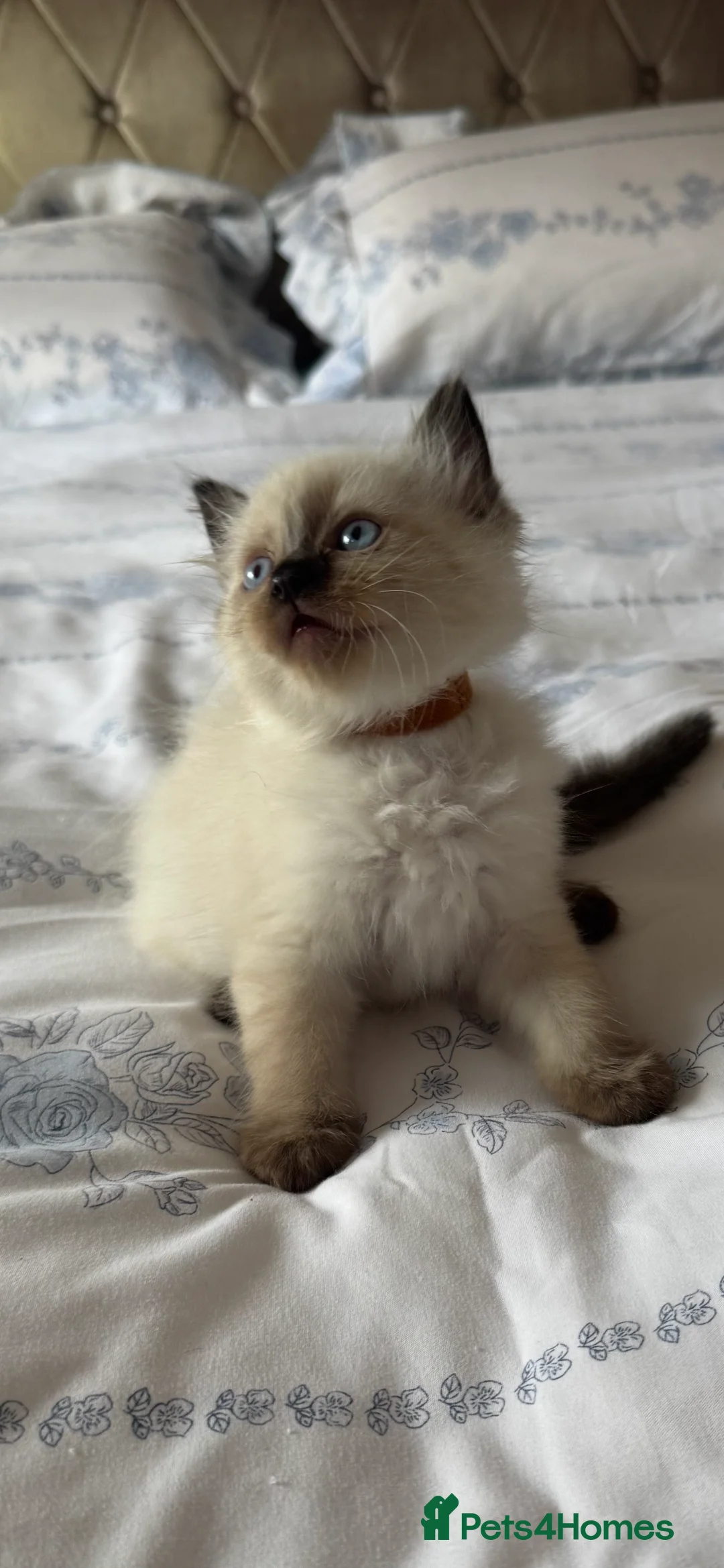 Ragdoll cats for sale: 7 Beautiful Ragdoll Kittens  - Advert 23