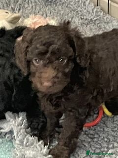Labradoodle dogs F3 miniature labradoodle puppies - Advert 1